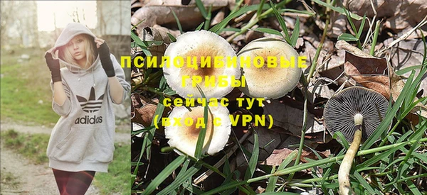 прущие грибы Кодинск